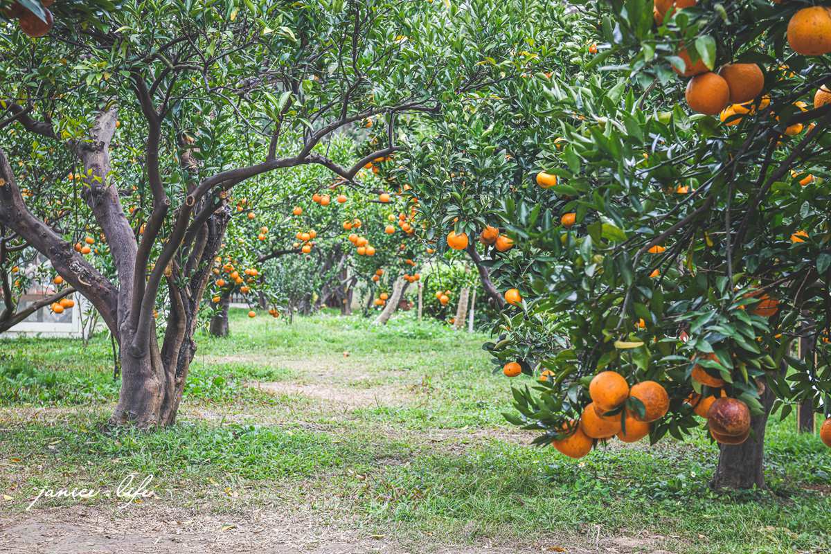 苗栗景點 橙香森林 苗栗親子景點 明德水庫附近景點 觀光果園 橙香森林門票 橙香森林消費
