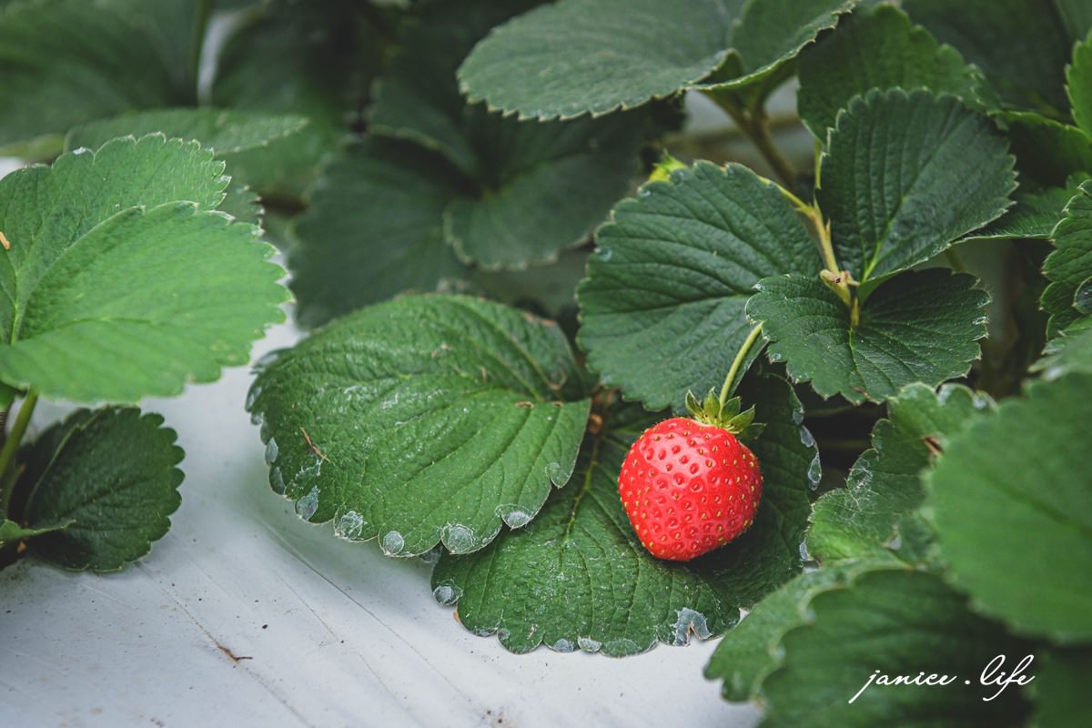 找到莓 桃園草莓 大溪草莓 大溪景點 桃園景點 親子景點 桃園採草莓 採草莓推薦 無農藥草莓