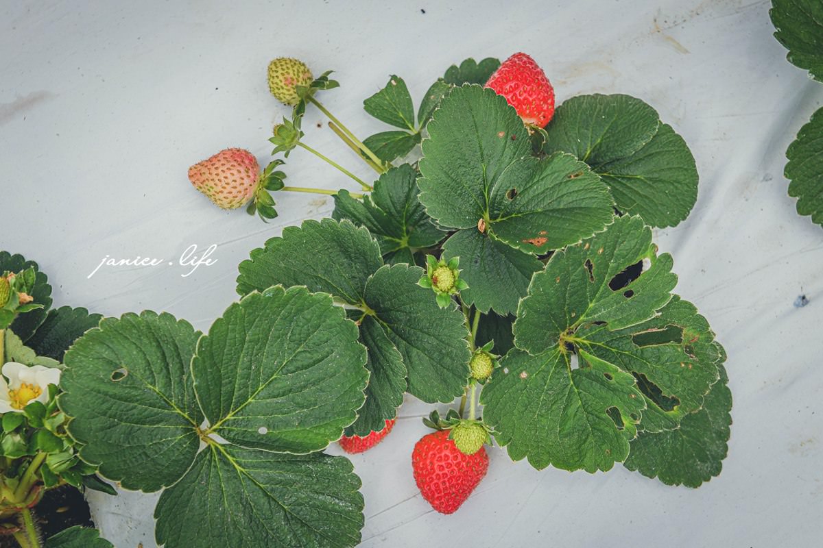 找到莓 桃園草莓 大溪草莓 大溪景點 桃園景點 親子景點 桃園採草莓 採草莓推薦 無農藥草莓