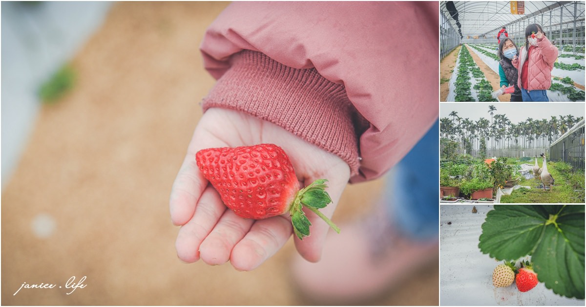 找到莓 桃園草莓 大溪草莓 大溪景點 桃園景點 親子景點 桃園採草莓 採草莓推薦