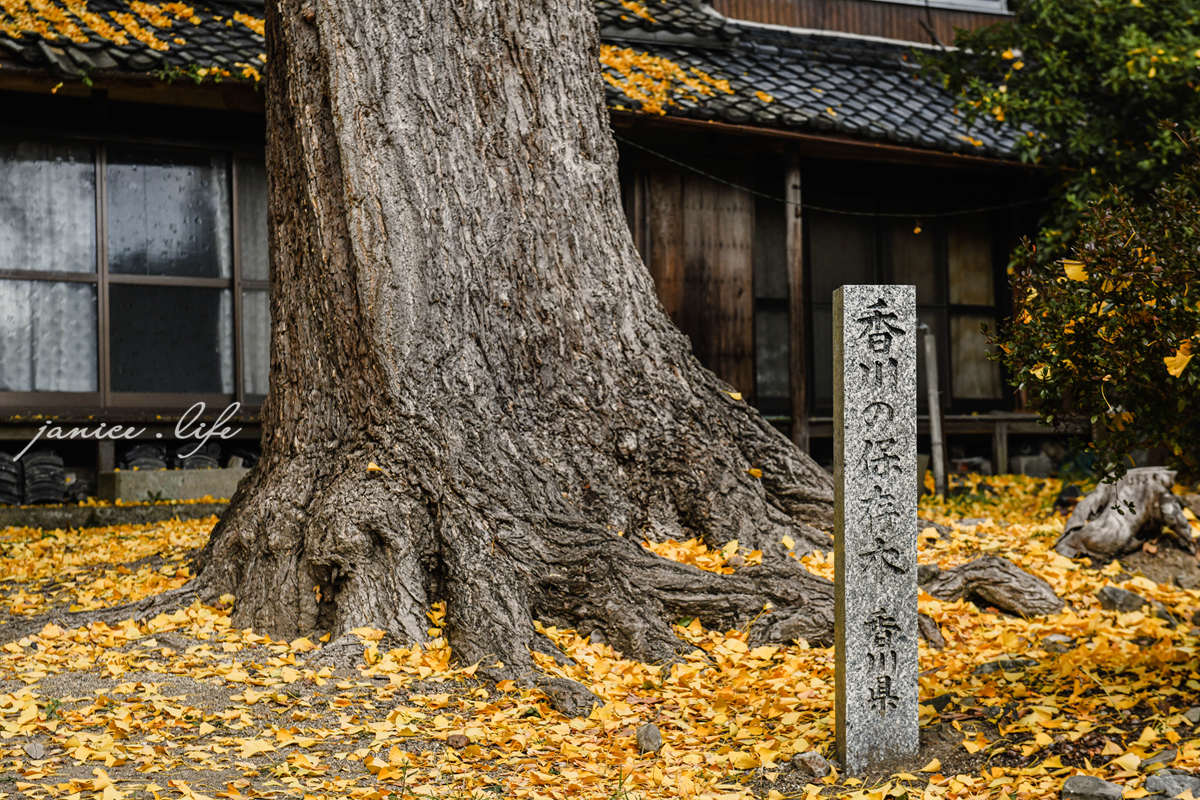 四國香川景點 香川銀杏 香川縣保存樹木 藥師院 藥師院銀杏 香川県三豊市高瀬町下麻1283 四國旅行 四國自由行 四國自駕旅行 潔妮食旅生活