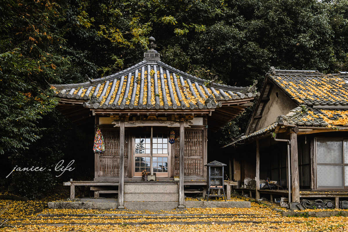 四國香川景點 香川銀杏 香川縣保存樹木 藥師院 藥師院銀杏 香川県三豊市高瀬町下麻1283 四國旅行 四國自由行 四國自駕旅行 潔妮食旅生活