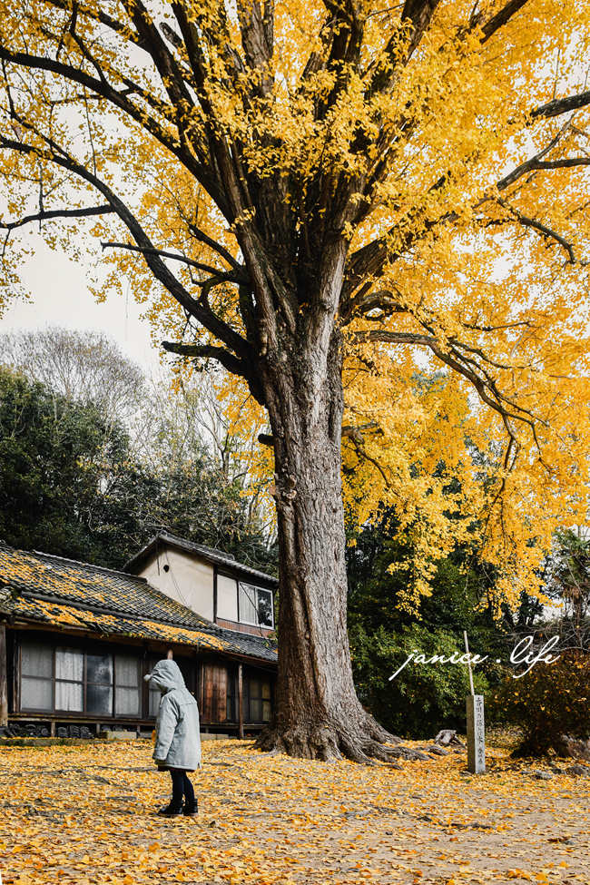 四國香川景點 香川銀杏 香川縣保存樹木 藥師院 藥師院銀杏 香川県三豊市高瀬町下麻1283 四國旅行 四國自由行 四國自駕旅行 潔妮食旅生活