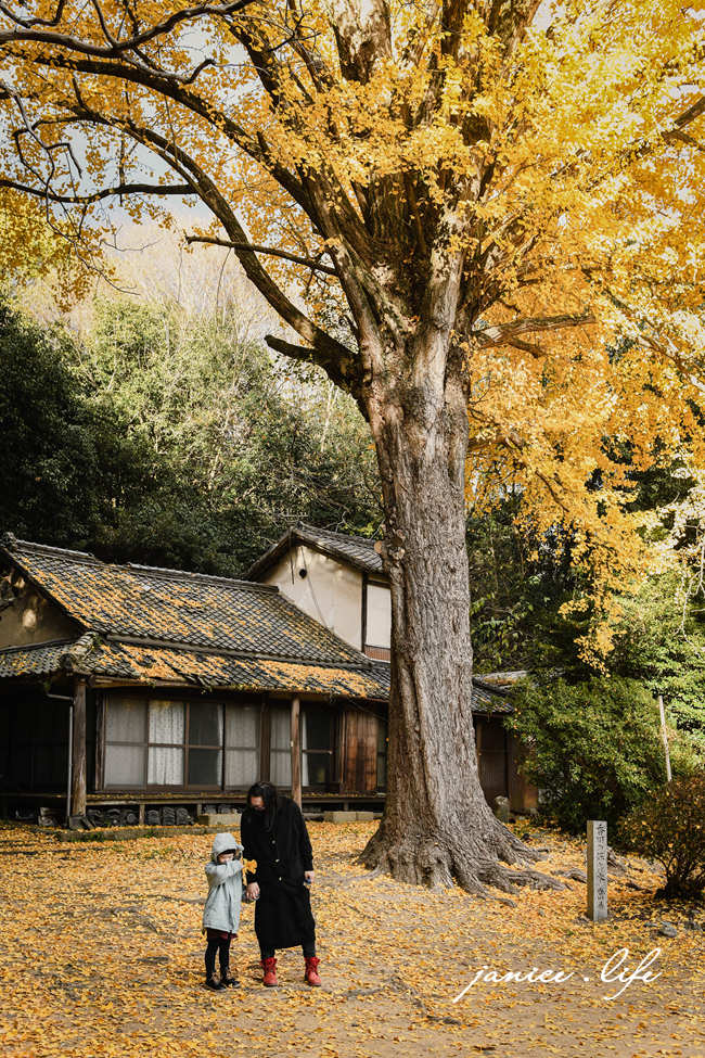 四國香川景點 香川銀杏 香川縣保存樹木 藥師院 藥師院銀杏 香川県三豊市高瀬町下麻1283 四國旅行 四國自由行 四國自駕旅行 潔妮食旅生活