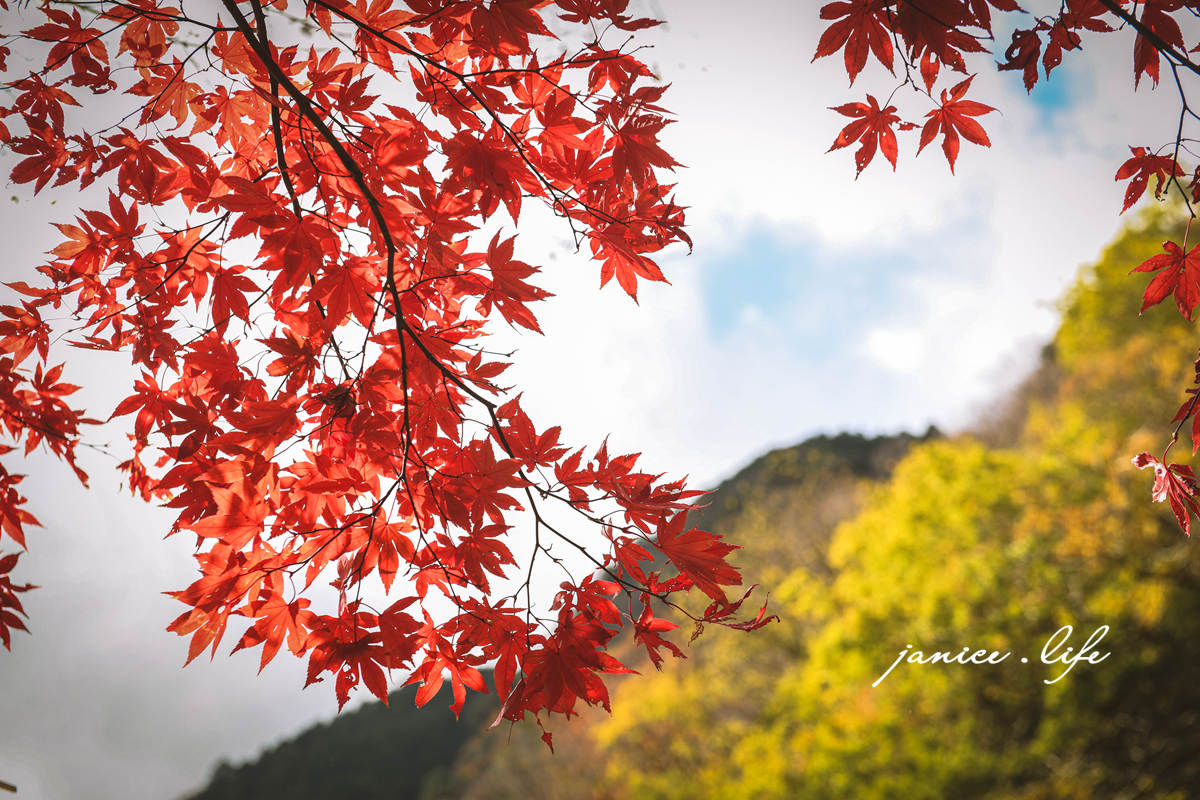 四國德島景點|祖谷蕎麥麵 紅葉亭|浪漫秋葉.璀璨楓紅 - 第12張圖 四國德島景點 德島賞楓 祖谷蕎麥麵 紅葉亭 四國自由行 四國景點 四國自駕 日本自由行 日本景點 潔妮食旅生活