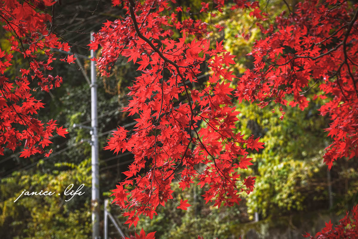 四國德島景點 德島賞楓 祖谷蕎麥麵 紅葉亭 四國自由行 四國景點 四國自駕 日本自由行 日本景點 潔妮食旅生活