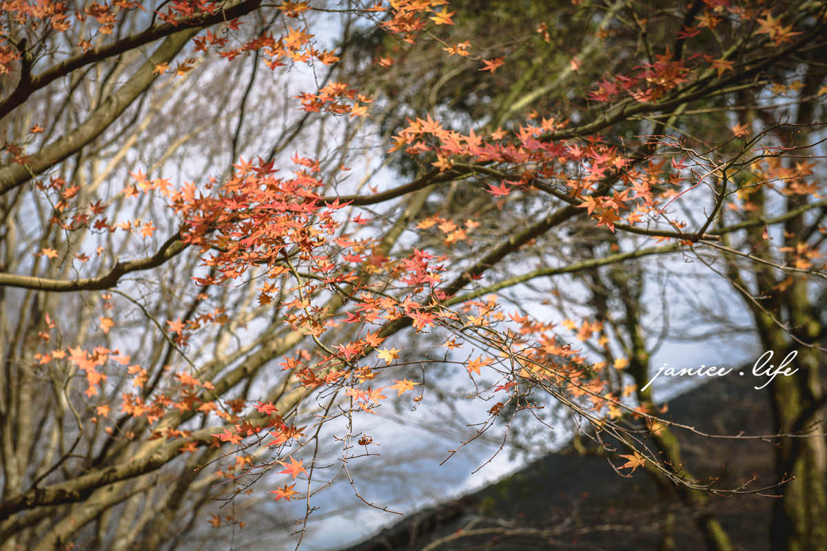 四國德島景點|祖谷蕎麥麵 紅葉亭|浪漫秋葉.璀璨楓紅 - 第11張圖 四國德島景點 德島賞楓 祖谷蕎麥麵 紅葉亭 四國自由行 四國景點 四國自駕 日本自由行 日本景點 潔妮食旅生活