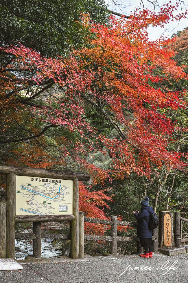 四國德島景點 四國自由行 日本自由行 四國自駕 祖谷藤蔓橋 祖谷藤橋 日本三大奇橋 德島景點 潔妮食旅生活 藤蔓橋夢舞台かずら橋夢舞台