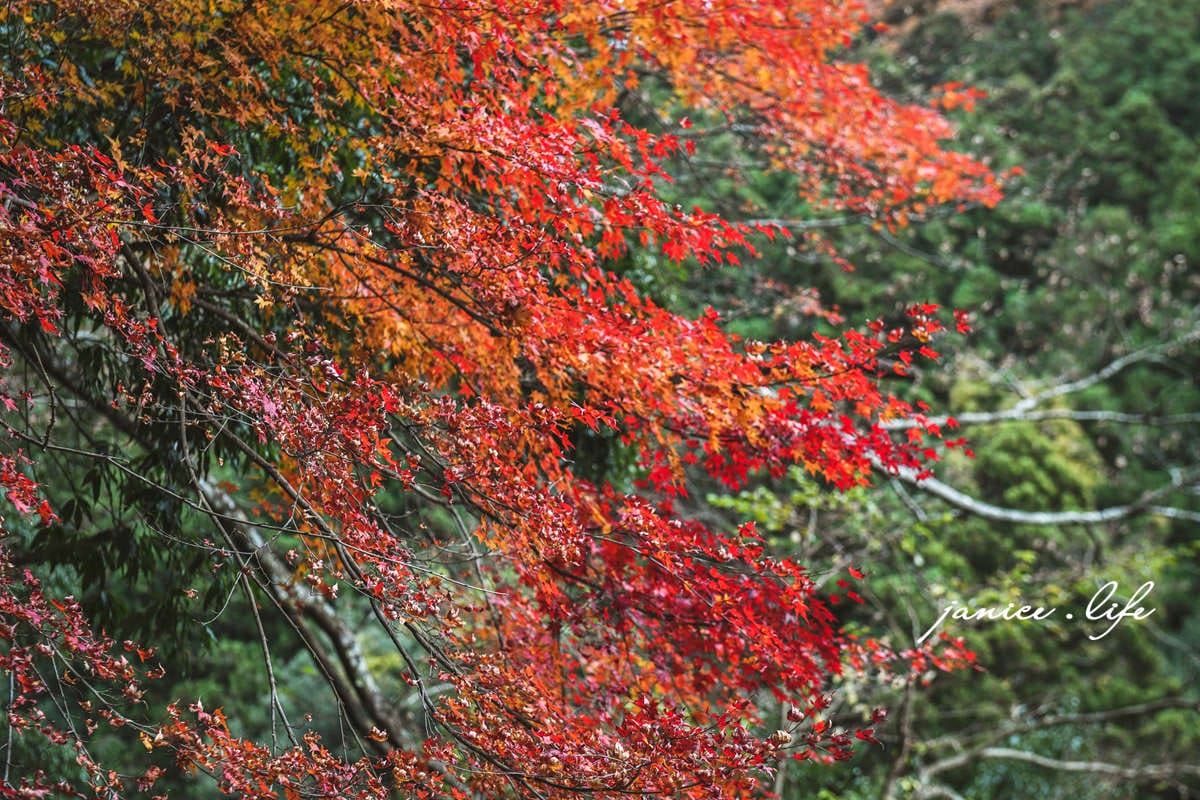 四國德島景點 四國自由行 日本自由行 四國自駕 祖谷藤蔓橋 祖谷藤橋 日本三大奇橋 德島景點 潔妮食旅生活 藤蔓橋夢舞台かずら橋夢舞台
