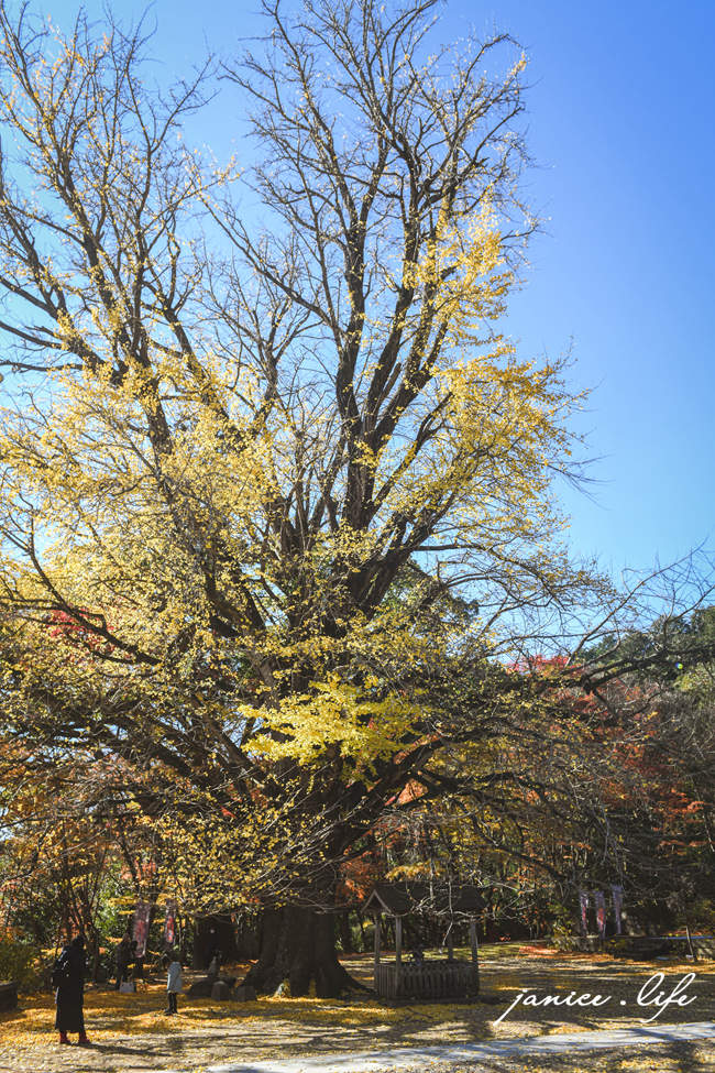 四國德島景點 四国別格 大山寺 四国別格1番 銀杏 德島銀杏 四國銀杏 四國自由行 四國自駕 日本自由行 潔妮食旅生活