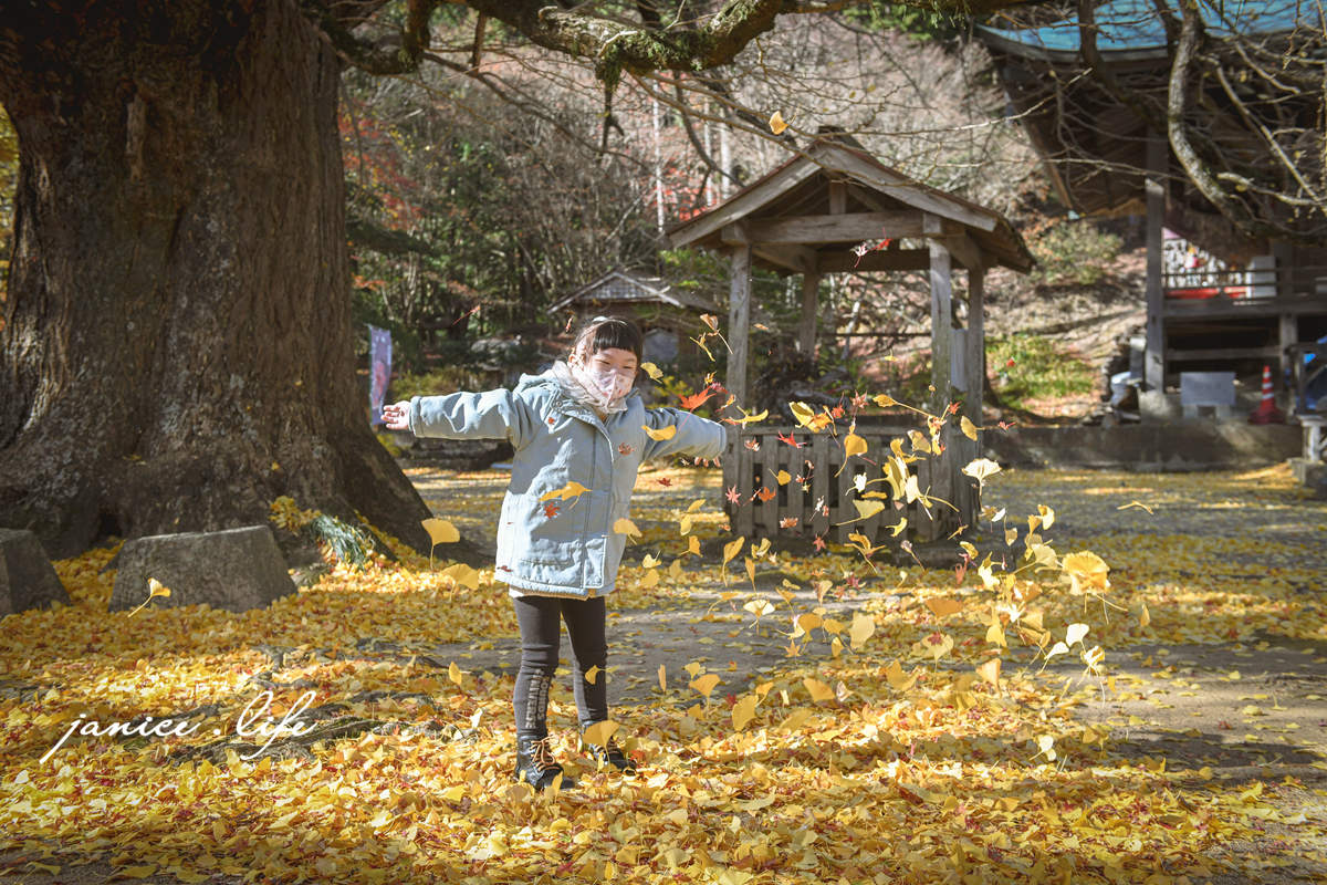 四國德島景點 四国別格 大山寺 四国別格1番 銀杏 德島銀杏 四國銀杏 四國自由行 四國自駕 日本自由行 潔妮食旅生活