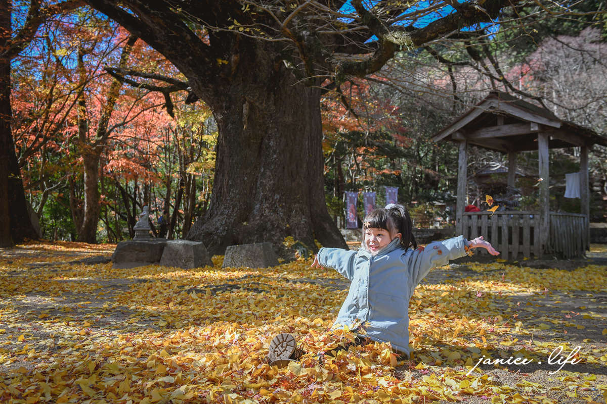 四國德島景點 四国別格 大山寺 四国別格1番 銀杏 德島銀杏 四國銀杏 四國自由行 四國自駕 日本自由行 潔妮食旅生活