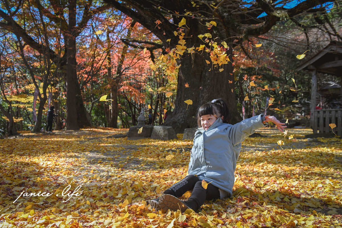 四國德島景點 四国別格 大山寺 四国別格1番 銀杏 德島銀杏 四國銀杏 四國自由行 四國自駕 日本自由行 潔妮食旅生活