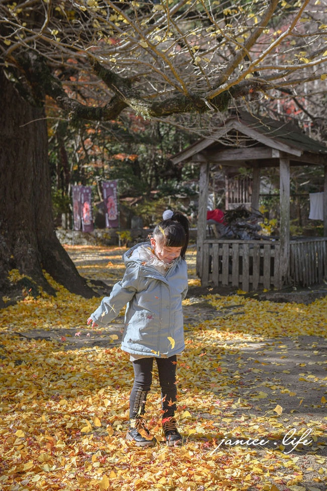 四國德島景點 四国別格 大山寺 四国別格1番 銀杏 德島銀杏 四國銀杏 四國自由行 四國自駕 日本自由行 潔妮食旅生活