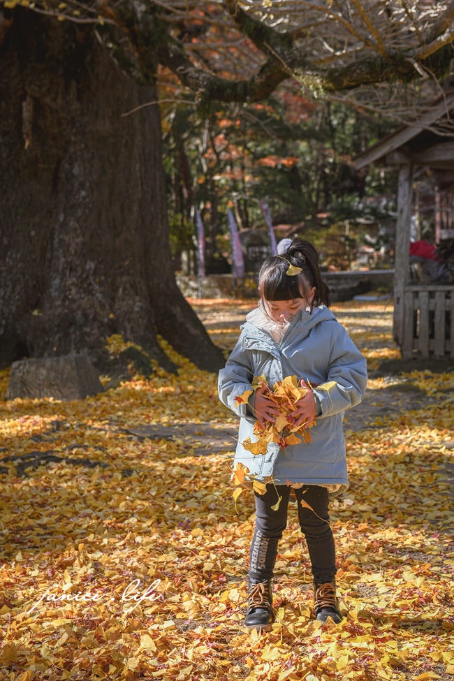 四國德島景點 四国別格 大山寺 四国別格1番 銀杏 德島銀杏 四國銀杏 四國自由行 四國自駕 日本自由行 潔妮食旅生活