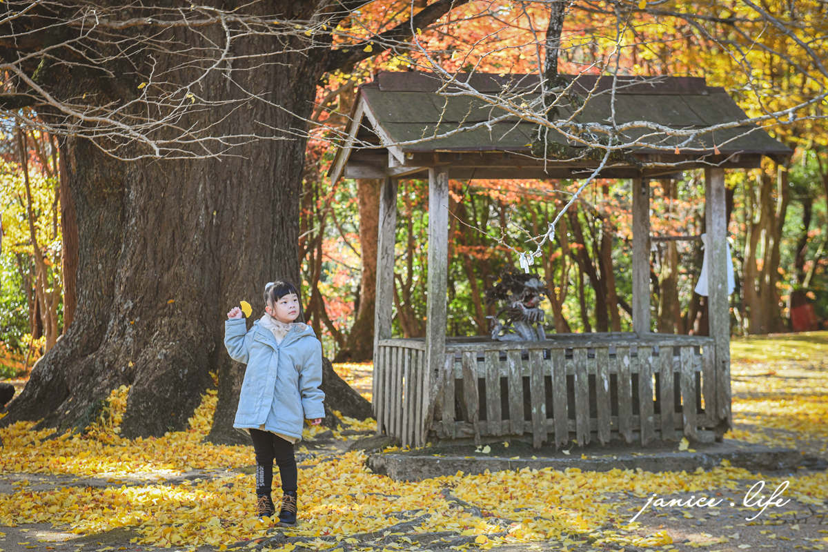 四國德島景點 四国別格 大山寺 四国別格1番 銀杏 德島銀杏 四國銀杏 四國自由行 四國自駕 日本自由行 潔妮食旅生活