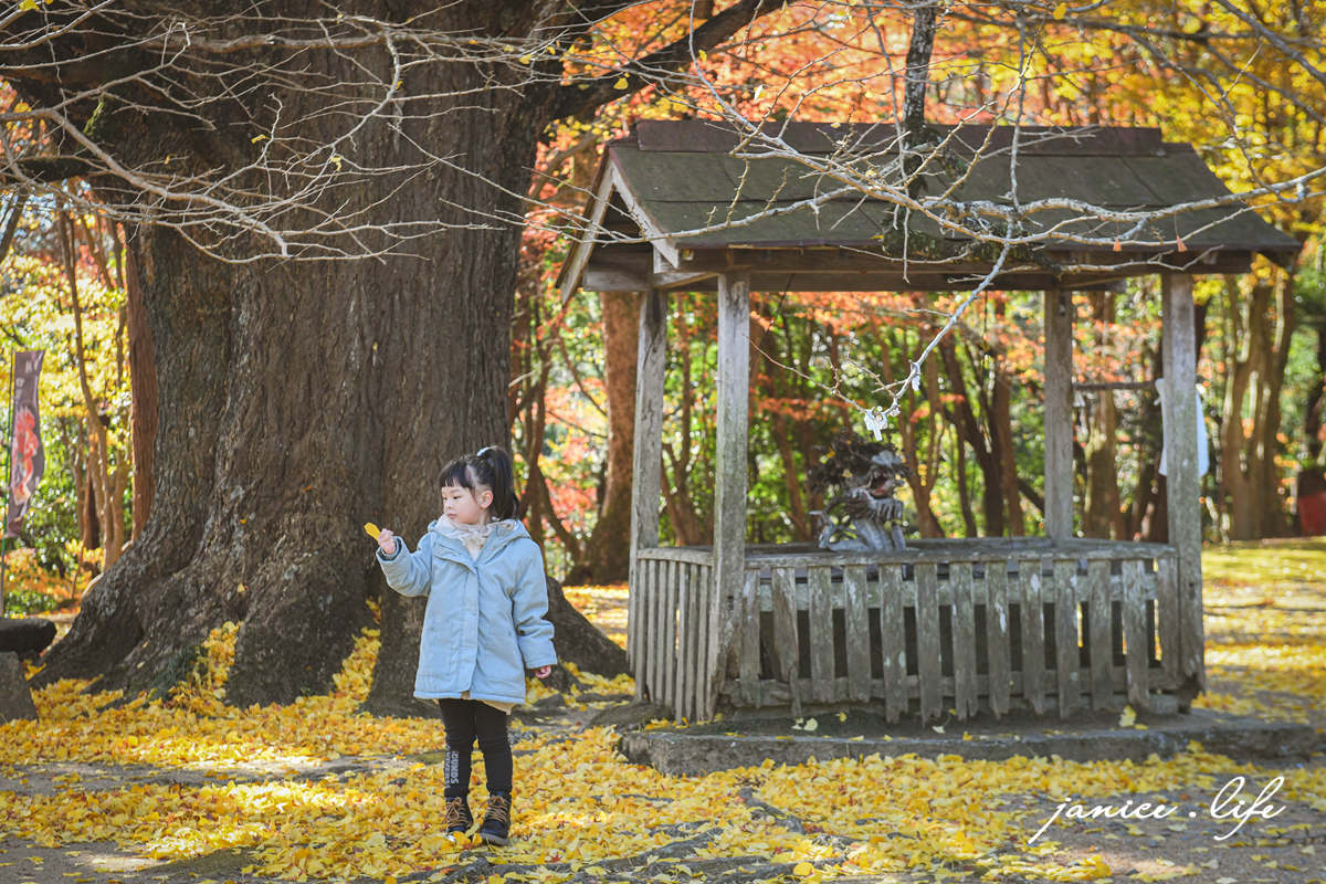 四國德島景點 四国別格 大山寺 四国別格1番 銀杏 德島銀杏 四國銀杏 四國自由行 四國自駕 日本自由行 潔妮食旅生活