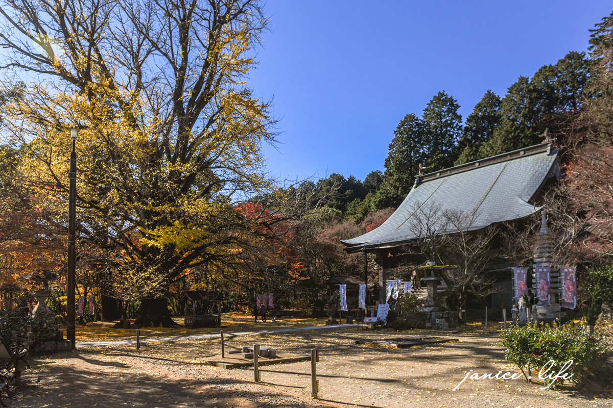 四國德島景點 四国別格 大山寺 四国別格1番 銀杏 德島銀杏 四國銀杏 四國自由行 四國自駕 日本自由行 潔妮食旅生活