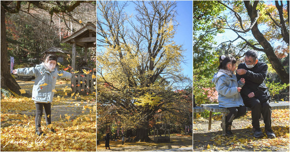 四國德島景點 四国別格 大山寺 四国別格1番 銀杏 德島銀杏 四國銀杏 四國自由行 四國自駕 日本自由行 潔妮食旅生活