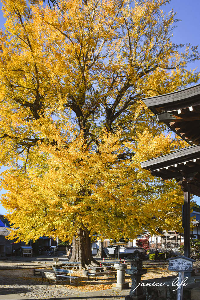 四國德島景點 第5號靈場 無盡山 莊嚴院 地藏寺 四國遍路 四國八十八箇所 四國銀杏 潔妮食旅生活 日本自由行 日本自駕 四國自駕 四國自由行 四國旅遊
