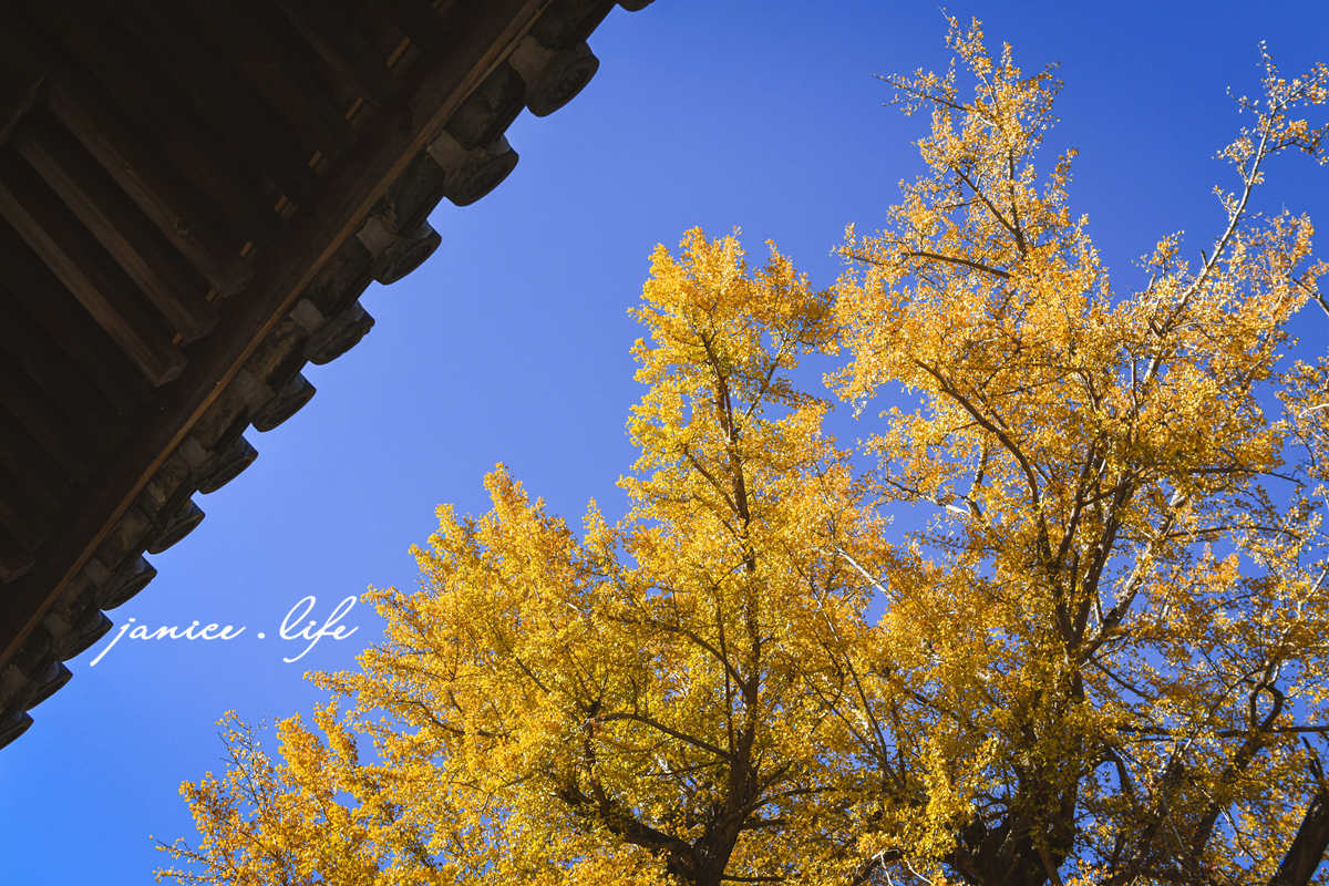 四國德島景點 第5號靈場 無盡山 莊嚴院 地藏寺 四國遍路 四國八十八箇所 四國銀杏 潔妮食旅生活 日本自由行 日本自駕 四國自駕 四國自由行 四國旅遊