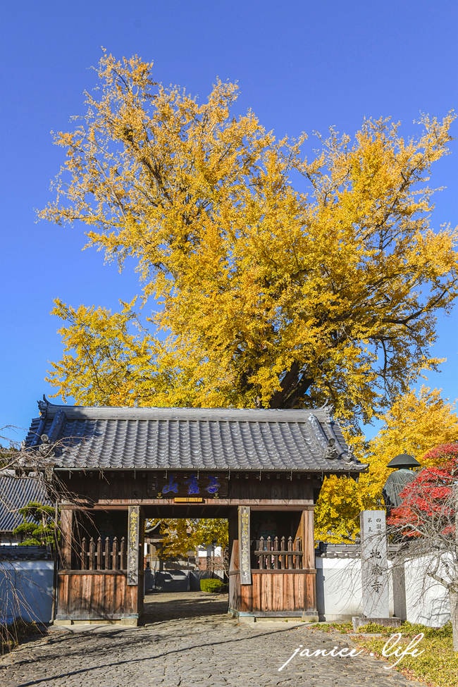 四國德島景點 第5號靈場 無盡山 莊嚴院 地藏寺 四國遍路 四國八十八箇所 四國銀杏 潔妮食旅生活 日本自由行 日本自駕 四國自駕 四國自由行 四國旅遊