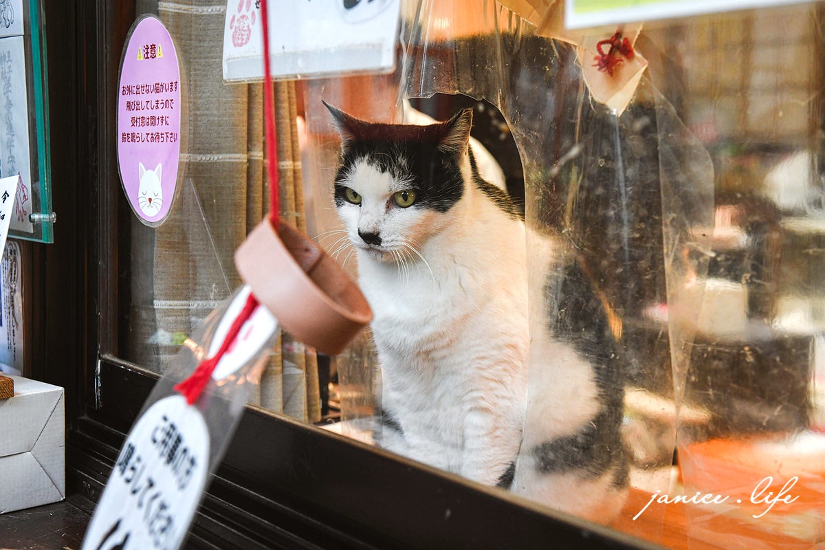 四國德島景點 王子神社 猫神さん 文化の森総合公園 日本自由行 四國自由行 四國自駕 潔妮食旅生活