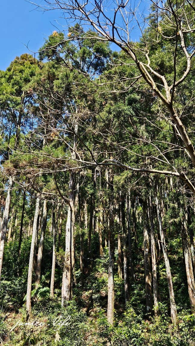 桃園復興景點|悠然秘境小屋 |桃園隱藏版賞櫻秘境|感受大自然的一年四季 - 第11張圖 桃園復興景點 悠然秘境小屋 桃園隱藏版賞櫻秘境 桃園旅遊 桃園親子景點 桃園賞櫻景點 賞櫻景點 潔妮食旅生活 桃園市復興區三民路19鄰 桃園復興觀音洞