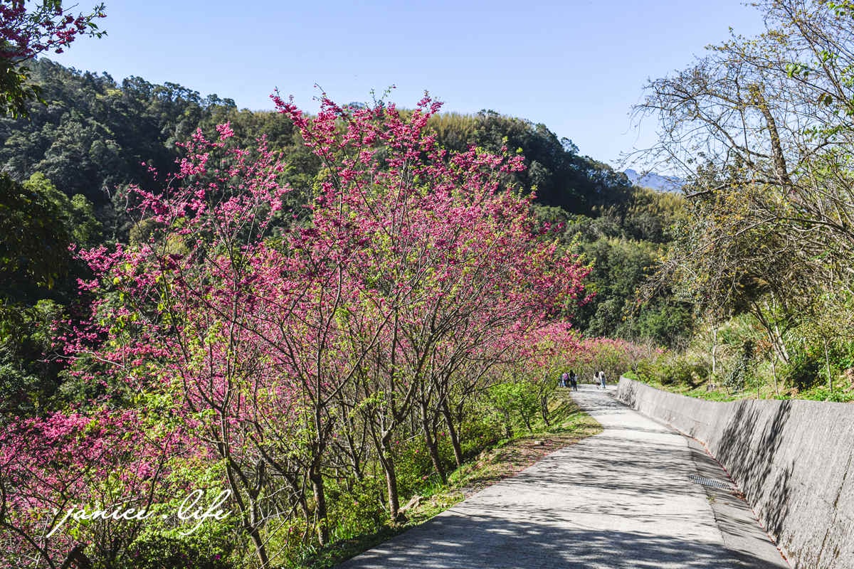 桃園復興景點  悠然秘境小屋  桃園隱藏版賞櫻秘境 桃園旅遊 桃園親子景點 桃園賞櫻景點 賞櫻景點 潔妮食旅生活 桃園市復興區三民路19鄰 桃園復興觀音洞