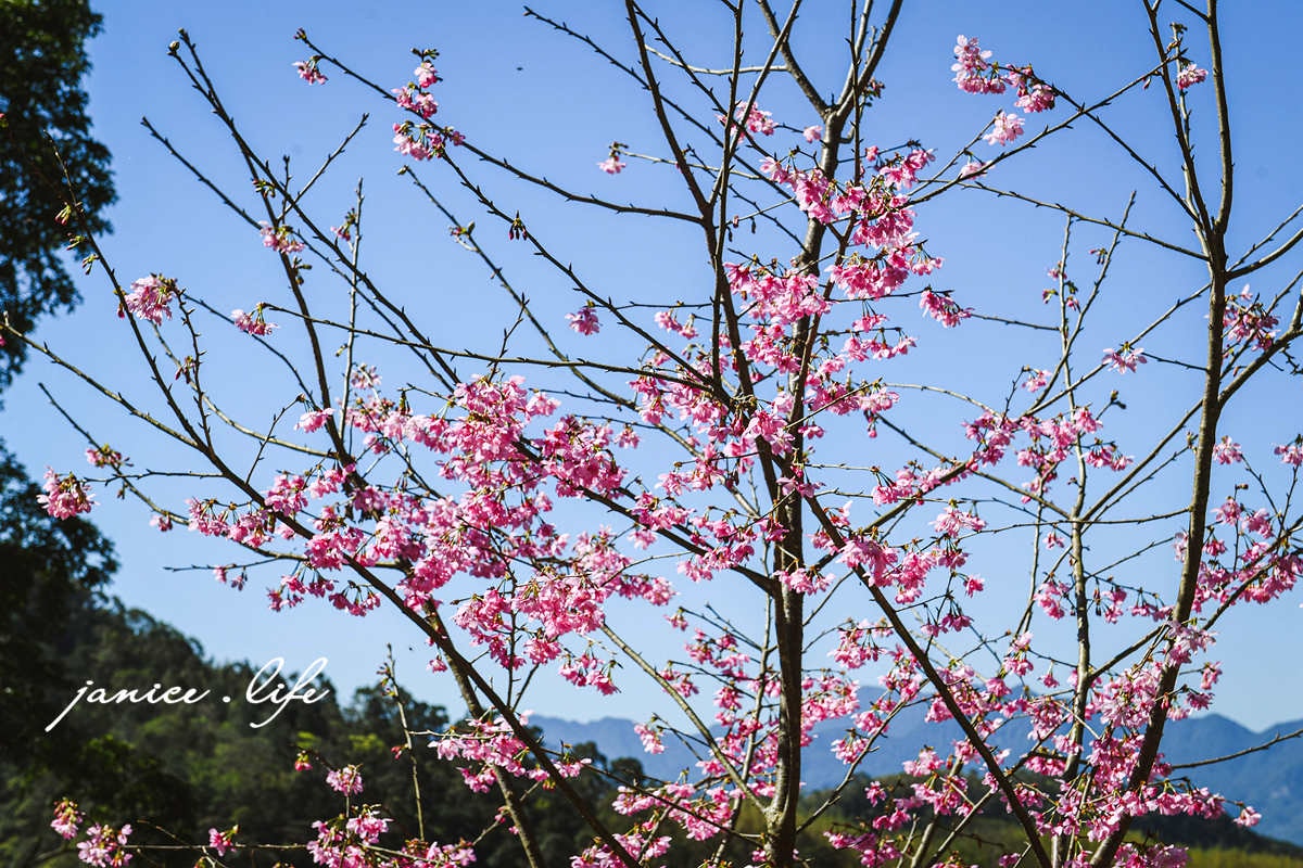 桃園復興景點  悠然秘境小屋  桃園隱藏版賞櫻秘境 桃園旅遊 桃園親子景點 桃園賞櫻景點 賞櫻景點 潔妮食旅生活 桃園市復興區三民路19鄰 桃園復興觀音洞