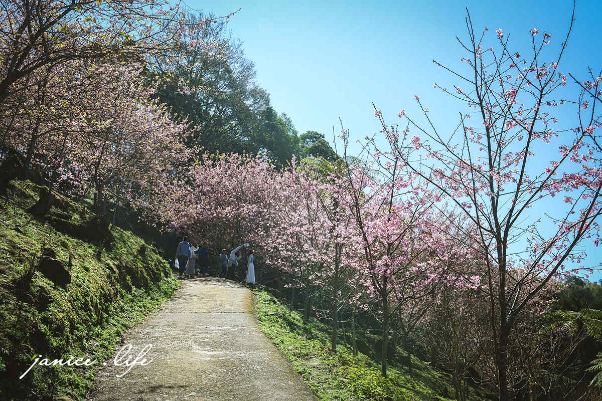 桃園復興景點  悠然秘境小屋  桃園隱藏版賞櫻秘境 桃園旅遊 桃園親子景點 桃園賞櫻景點 賞櫻景點 潔妮食旅生活 桃園市復興區三民路19鄰 桃園復興觀音洞