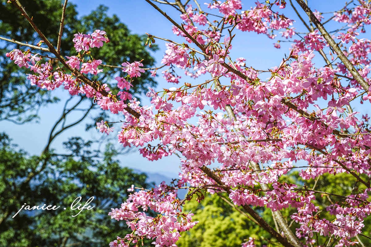 桃園復興景點  悠然秘境小屋  桃園隱藏版賞櫻秘境 桃園旅遊 桃園親子景點 桃園賞櫻景點 賞櫻景點 潔妮食旅生活 桃園市復興區三民路19鄰 桃園復興觀音洞