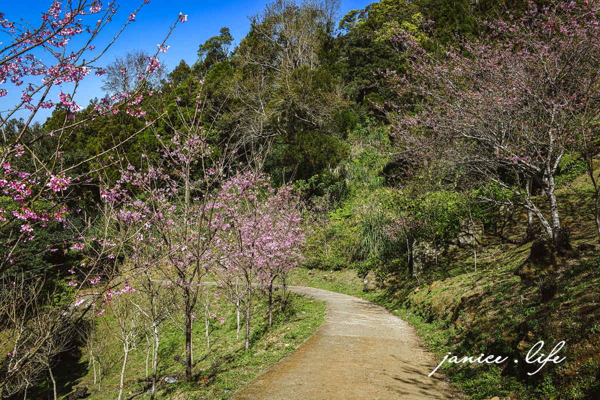 桃園復興景點  悠然秘境小屋  桃園隱藏版賞櫻秘境 桃園旅遊 桃園親子景點 桃園賞櫻景點 賞櫻景點 潔妮食旅生活 桃園市復興區三民路19鄰 桃園復興觀音洞