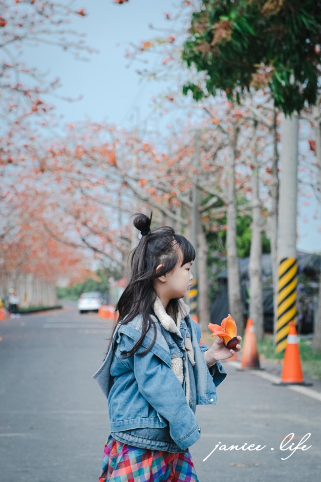 台南白河景點 林初埤木棉花道 木棉花 世界15條最美花海街道之一 台南旅遊 台南景點 賞花 台南賞花 潔妮食旅生活 