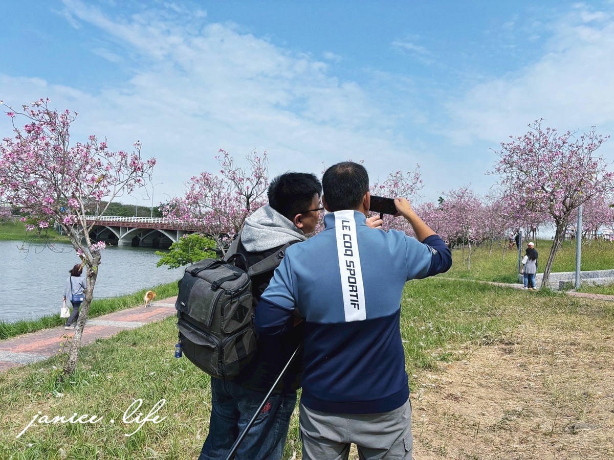 台南新市景點 台南景點 台南賞花 南科羊蹄甲 新港社地方文化館 羊蹄甲 賞花景點 台南旅遊 潔妮食旅生活