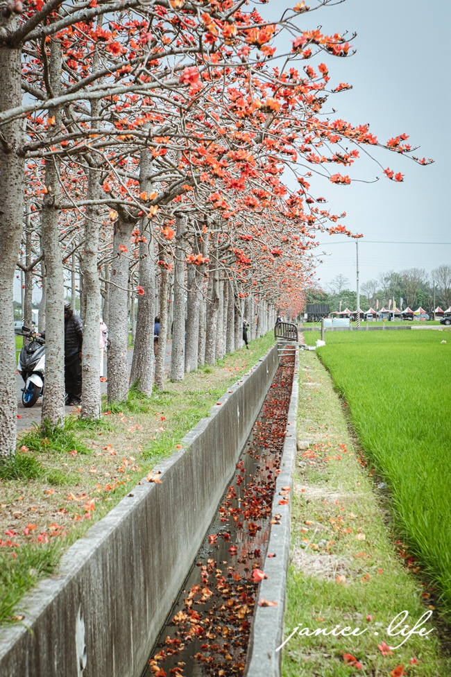 台南白河景點 林初埤木棉花道 木棉花 世界15條最美花海街道之一 台南旅遊 台南景點 賞花 台南賞花 潔妮食旅生活 
