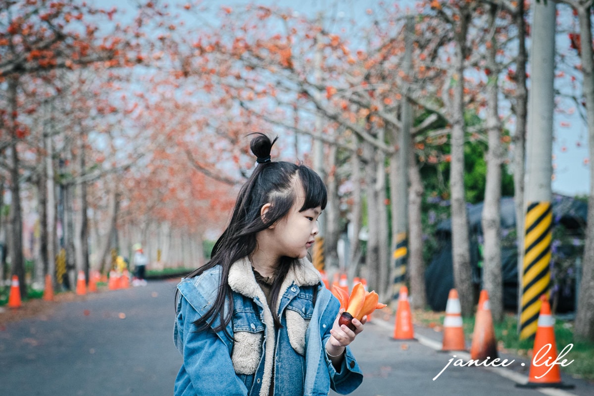台南白河景點 林初埤木棉花道 木棉花 世界15條最美花海街道之一 台南旅遊 台南景點 賞花 台南賞花 潔妮食旅生活 