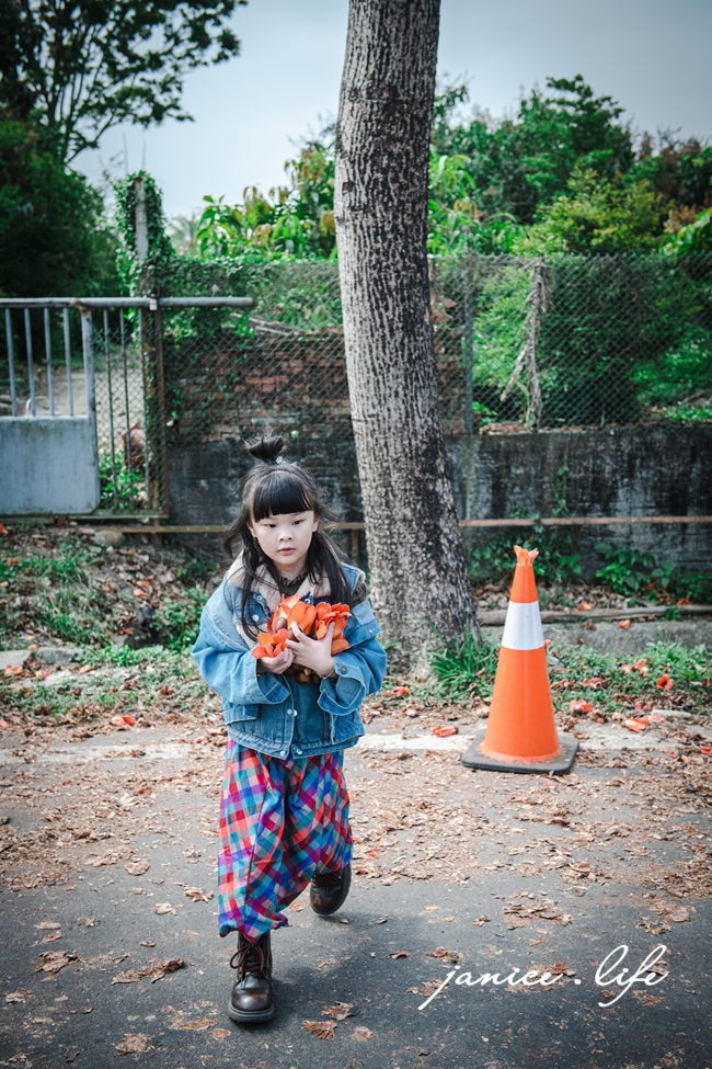 台南白河景點 林初埤木棉花道 木棉花 世界15條最美花海街道之一 台南旅遊 台南景點 賞花 台南賞花 潔妮食旅生活 