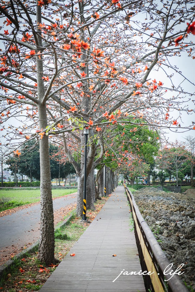 台南白河景點 林初埤木棉花道 木棉花 世界15條最美花海街道之一 台南旅遊 台南景點 賞花 台南賞花 潔妮食旅生活 
