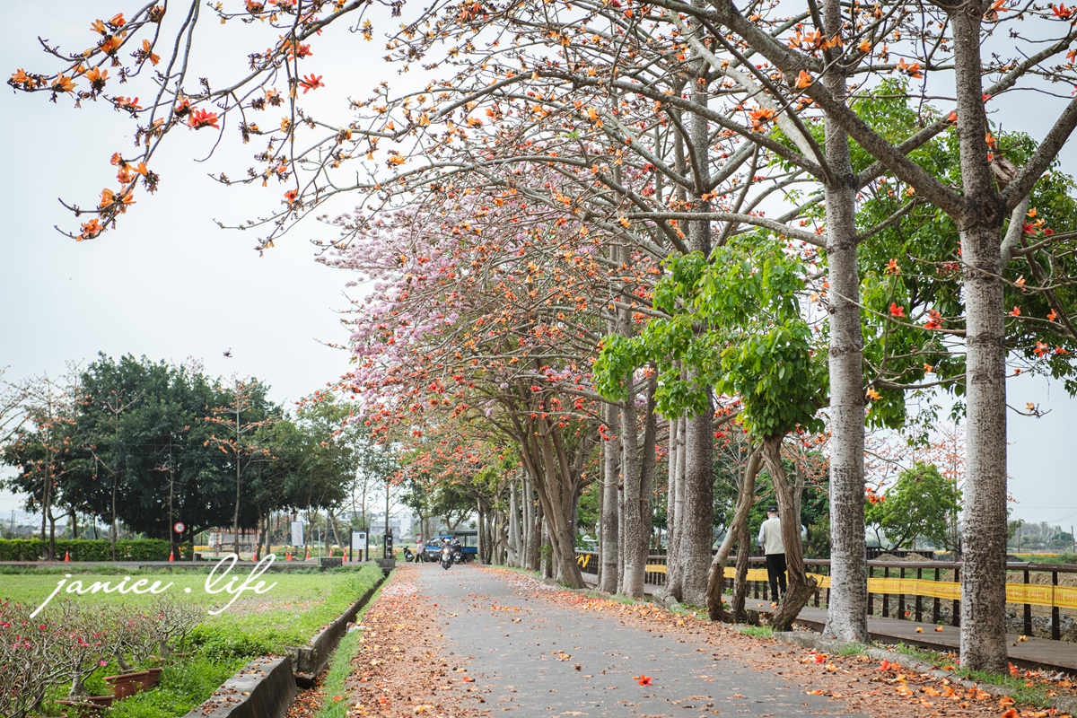 台南白河景點 林初埤木棉花道 木棉花 世界15條最美花海街道之一 台南旅遊 台南景點 賞花 台南賞花 潔妮食旅生活 