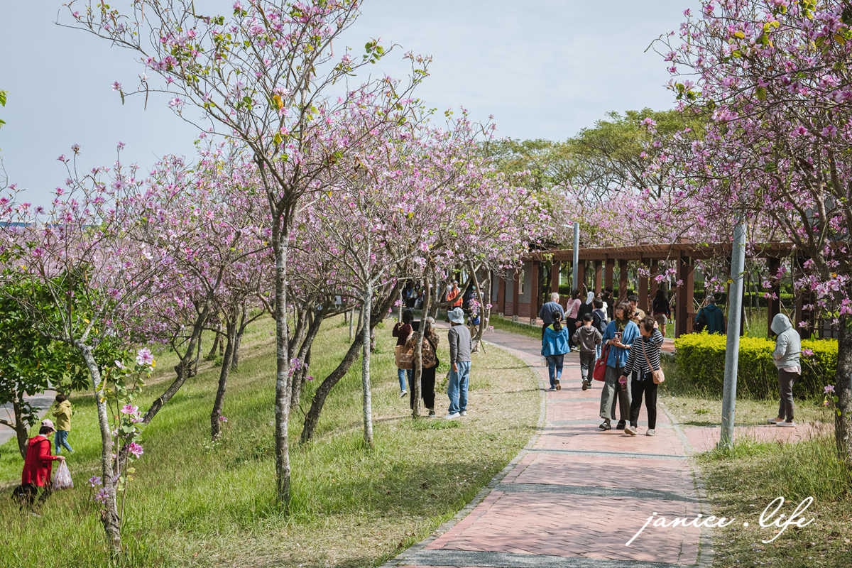 台南新市景點 台南景點 台南賞花 南科羊蹄甲 新港社地方文化館 羊蹄甲 賞花景點 台南旅遊 潔妮食旅生活
