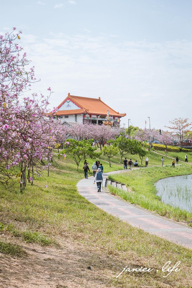 台南新市景點 台南景點 台南賞花 南科羊蹄甲 新港社地方文化館 羊蹄甲 賞花景點 台南旅遊 潔妮食旅生活