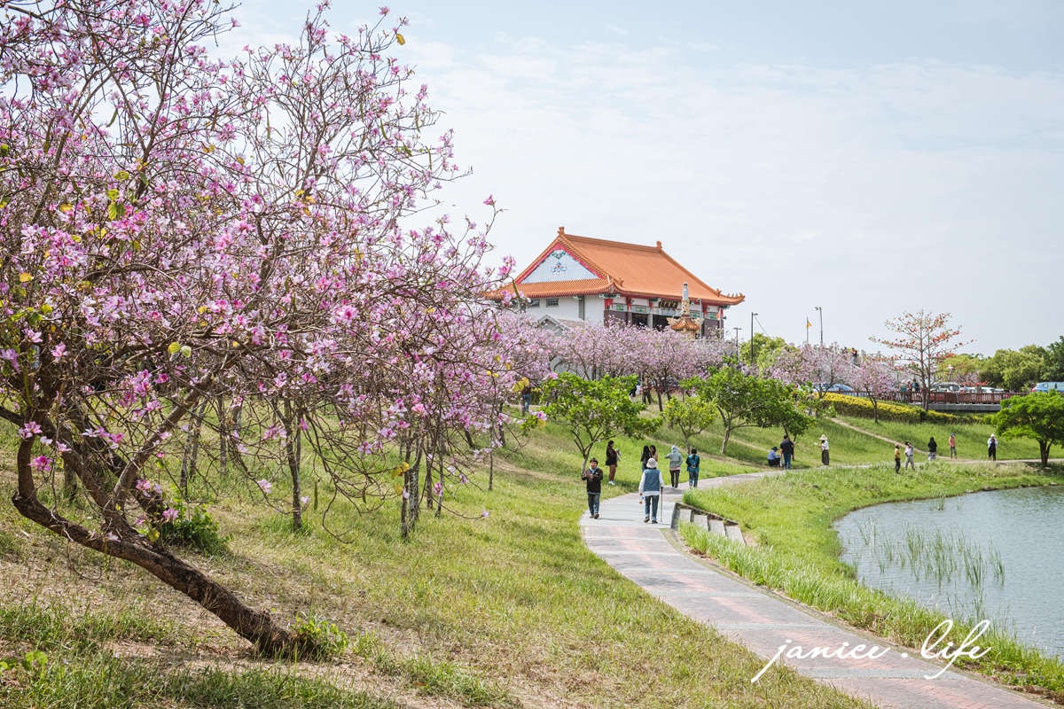 台南景點|南科 堤塘湖|南科人的後花園|羊蹄甲粉嫩炸開 - 第11張圖 台南新市景點 台南景點 台南賞花 南科羊蹄甲 新港社地方文化館 羊蹄甲 賞花景點 台南旅遊 潔妮食旅生活