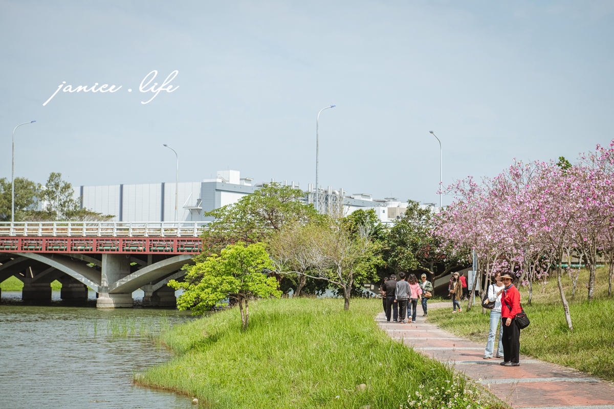 台南新市景點 台南景點 台南賞花 南科羊蹄甲 新港社地方文化館 羊蹄甲 賞花景點 台南旅遊 潔妮食旅生活