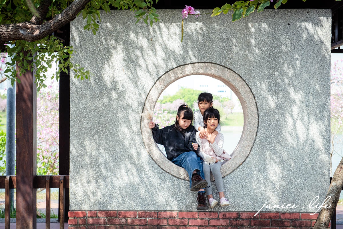 台南新市景點 台南景點 台南賞花 南科羊蹄甲 新港社地方文化館 羊蹄甲 賞花景點 台南旅遊 潔妮食旅生活