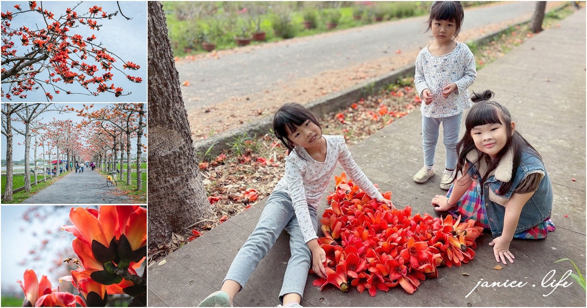 台南白河景點 林初埤木棉花道 木棉花 世界15條最美花海街道之一 台南旅遊 台南景點 賞花 台南賞花 潔妮食旅生活