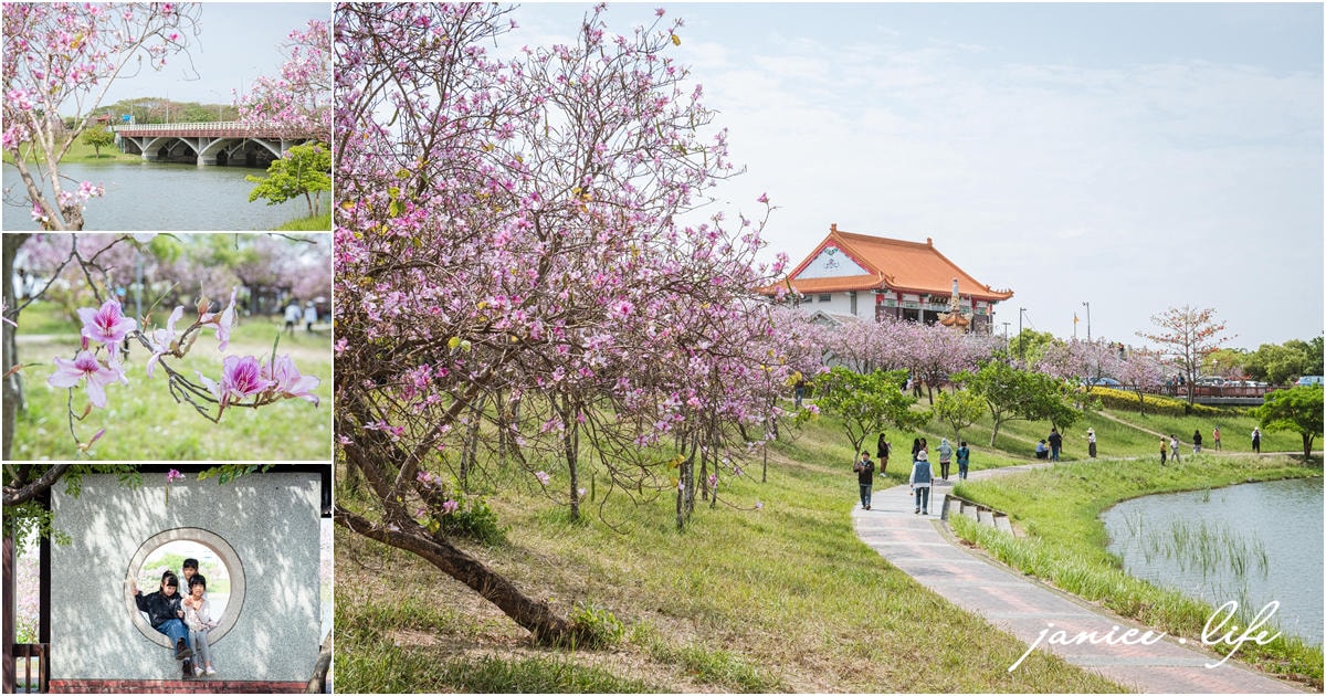 台南新市景點 台南景點 台南賞花 南科羊蹄甲 新港社地方文化館 羊蹄甲 賞花景點 台南旅遊 潔妮食旅生活