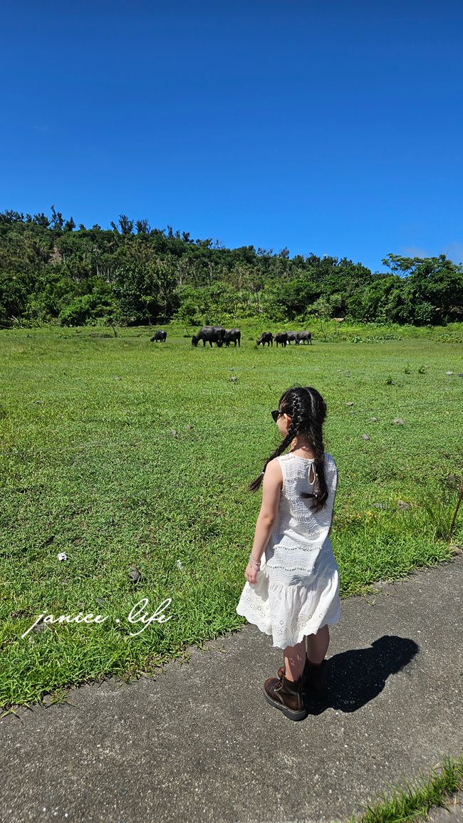 台東成功景點 芝田路水牛 台東芝田路牛牛 台東縣成功鎮芝田路 潔妮食旅生活 看牛