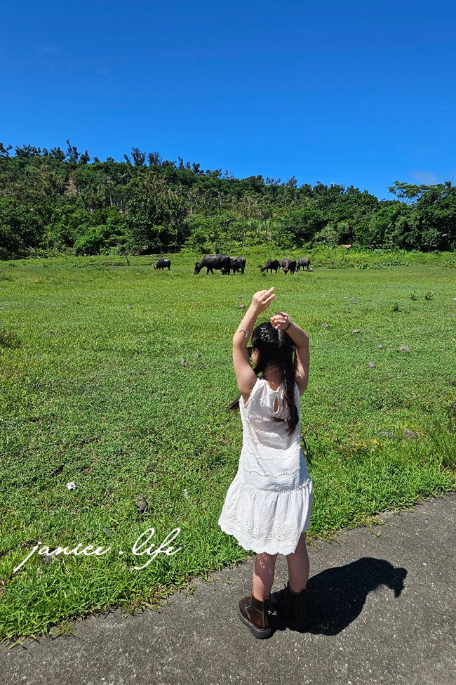 台東成功景點 芝田路水牛 台東芝田路牛牛 台東縣成功鎮芝田路 潔妮食旅生活 看牛