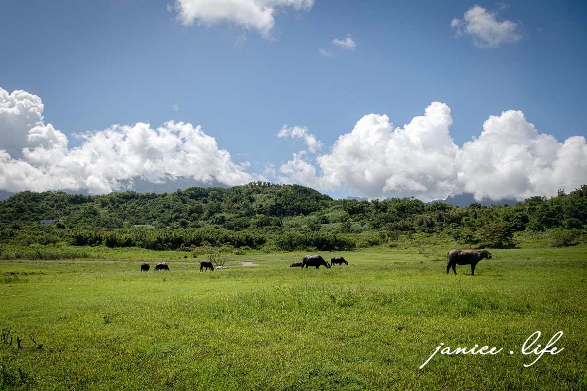 台東成功景點 芝田路水牛 台東芝田路牛牛 台東縣成功鎮芝田路 潔妮食旅生活 看牛